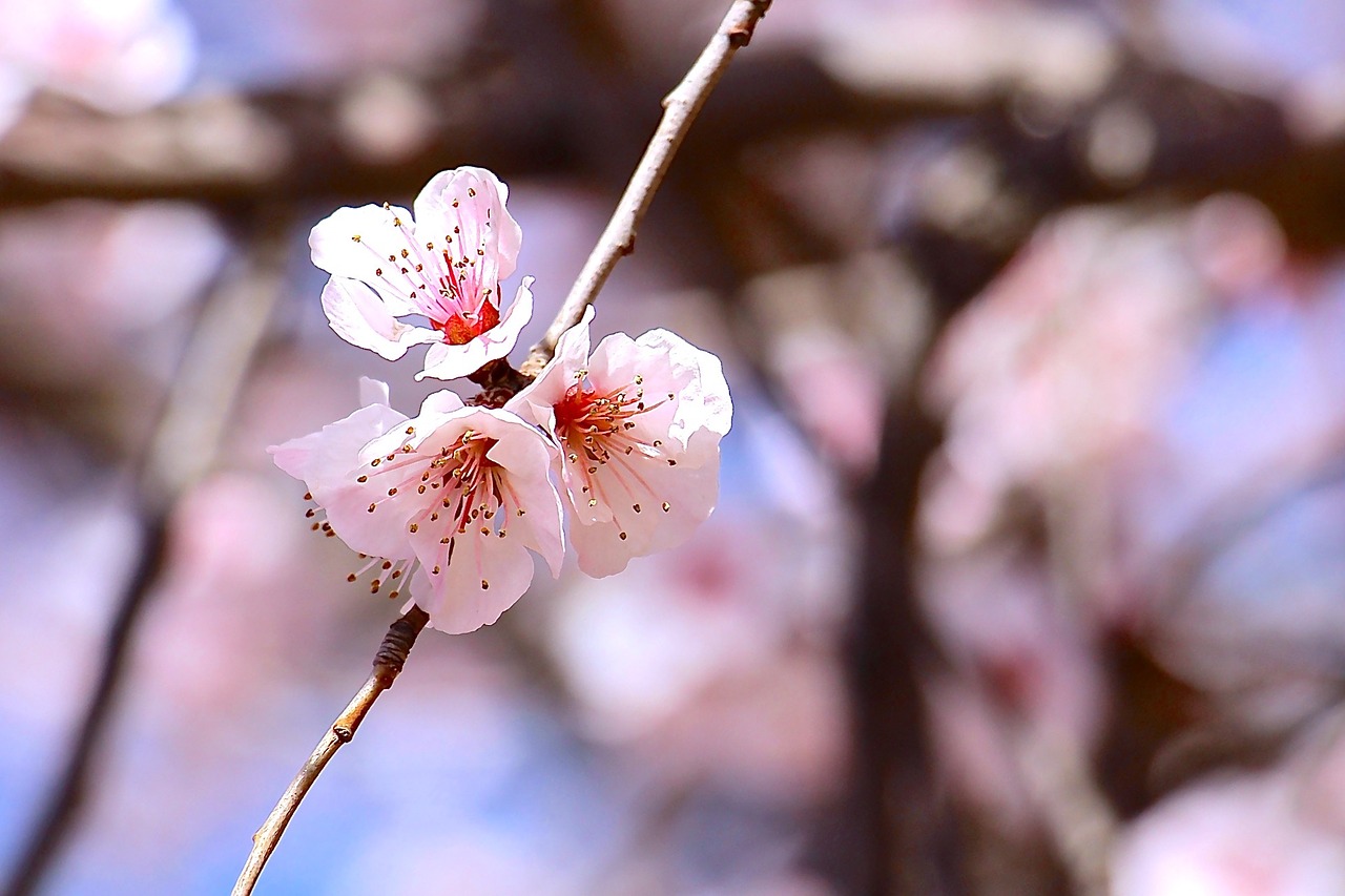 Pavasaris, Sakura, Žiedas, Gėlė, Augalas, Gamta, Parkas, Žydėti, Gėlių, Lauke