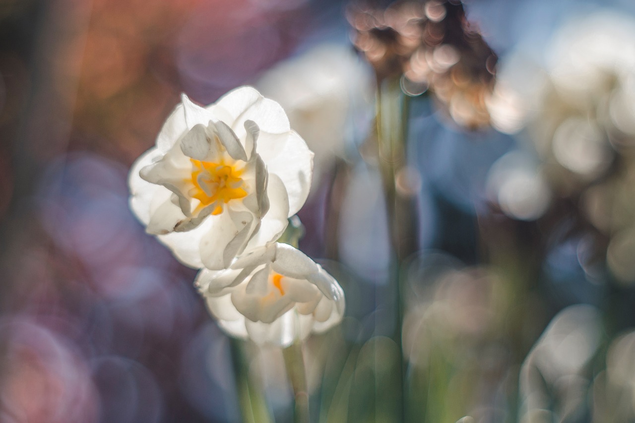 Pavasaris, Gėlė, Daffodil, Bokeh, M42, Spalvos, Nemokamos Nuotraukos,  Nemokama Licenzija