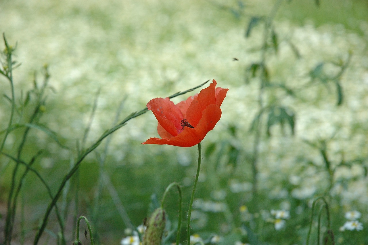 Pavasaris, Salento, Italy, Šventė, Puglia, Flora, Gėlės, Vasara, Nemokamos Nuotraukos,  Nemokama Licenzija