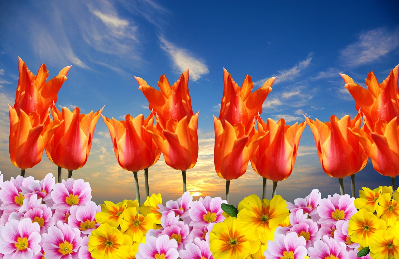 Pavasaris, Tulpės, Primrosės, Velykos, Gėlė, Geltona, Gamta, Gėlės, Gėlių Nuolaidos, Rožinis