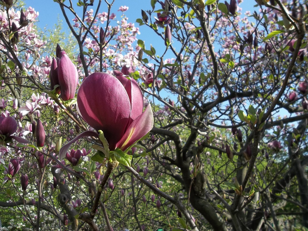 Pavasaris, Magnolija, Gėlės, Nemokamos Nuotraukos,  Nemokama Licenzija