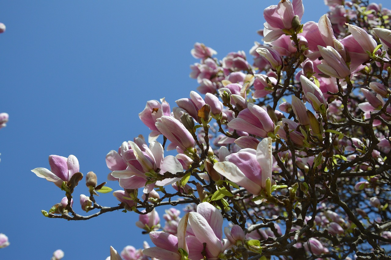 Pavasaris, Tulpių Medis, Gėlė, Žydėti, Magnolija, Magnolijos Gėlė, Gamta, Mediena, Pavasarinis Žydėjimas, Žydi