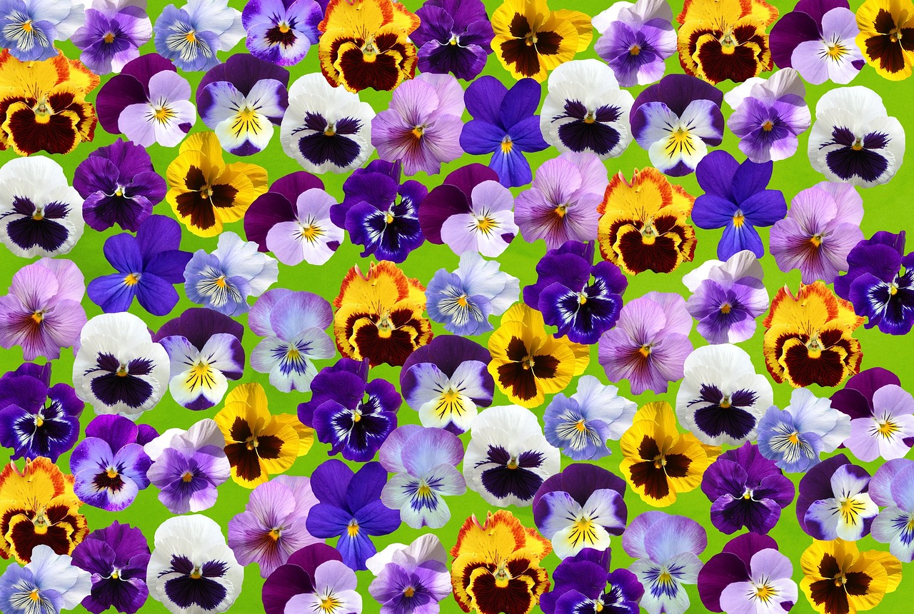 Pavasaris, Pansy, 400-500, Gėlė, Violaceae, Pavasario Gėlė, Augalas, Gėlės, Violetinė, Gamta