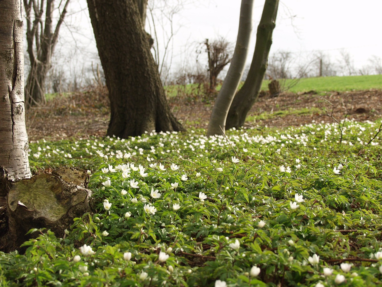 Pavasaris, Gėlės, Anemonis, Medžio Anemone, Gamta, Balta, Gėlė, Augalai, Mėlynas, Natiurmortas