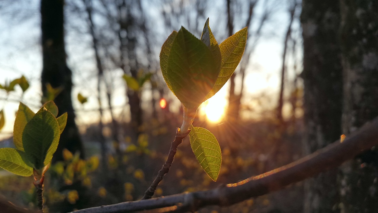 Pavasaris, Lapai, Saulė, Lapai, Filialas, Gamta, Žalias, Atgal Šviesa, Lapų Dygsta, Medis