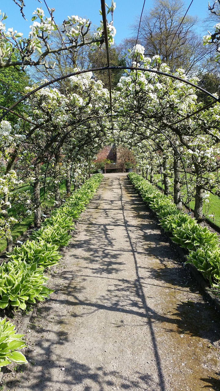 Pavasaris, Gėlės, Blosssom, Žydėti, Šviežias, Žiedas, Sodas, Kelias, Nemokamos Nuotraukos,  Nemokama Licenzija