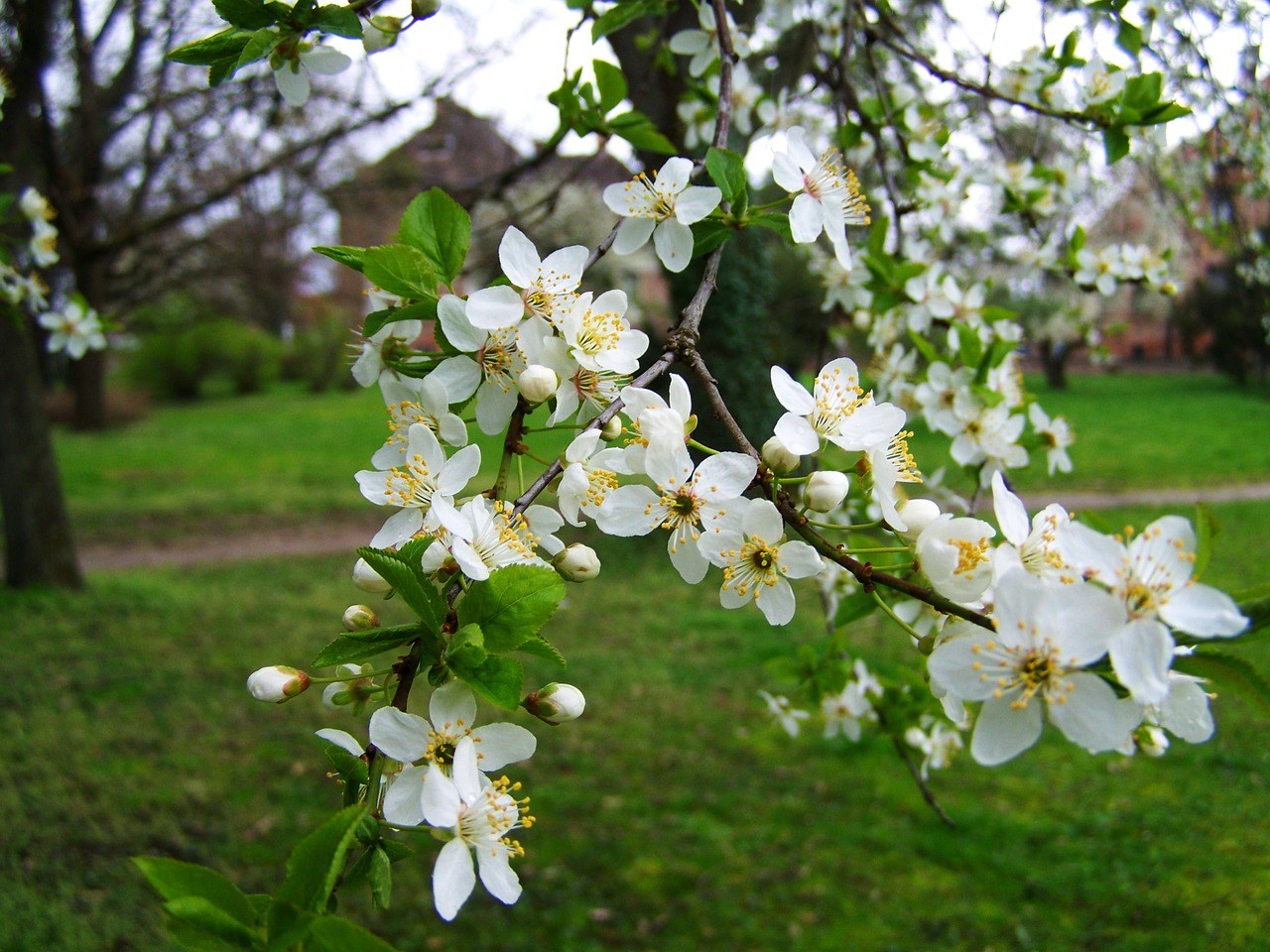 Pavasaris, Žydintys Vaismedžiai, Balta Gėlė, Nemokamos Nuotraukos,  Nemokama Licenzija
