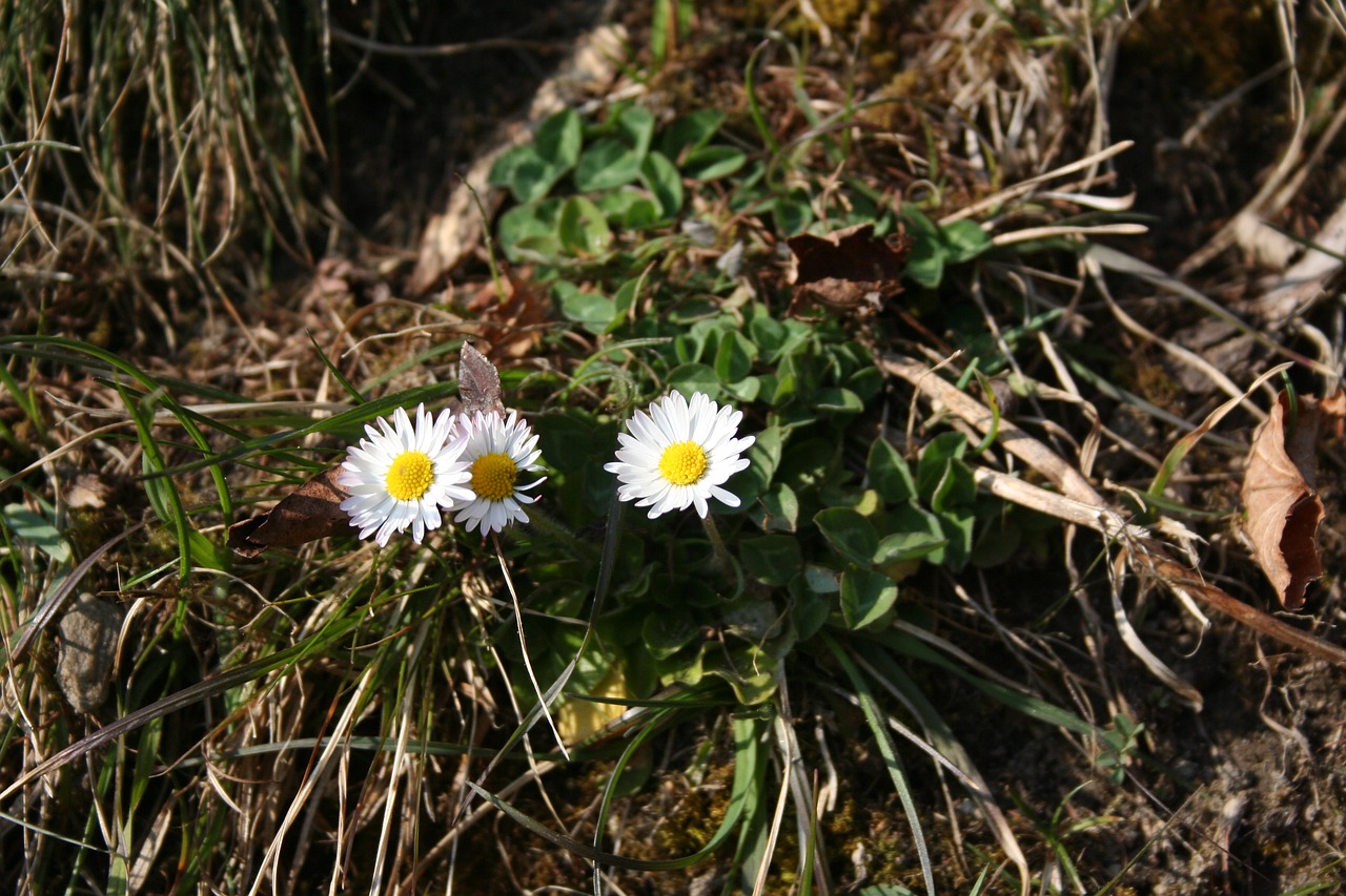 Pavasaris, Daisy, Pavasario Pranašys, Nemokamos Nuotraukos,  Nemokama Licenzija