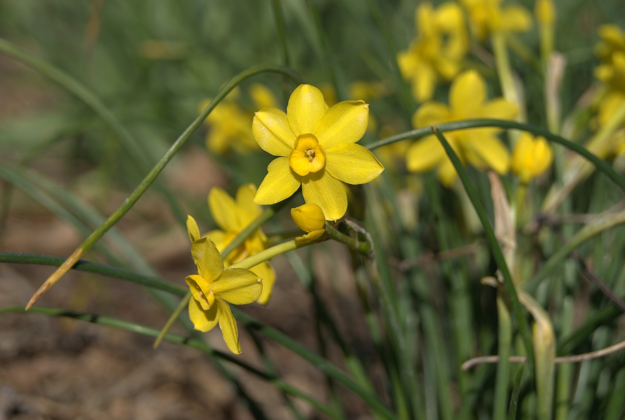 Pavasaris, Gėlės, Daffodil, Nemokamos Nuotraukos,  Nemokama Licenzija