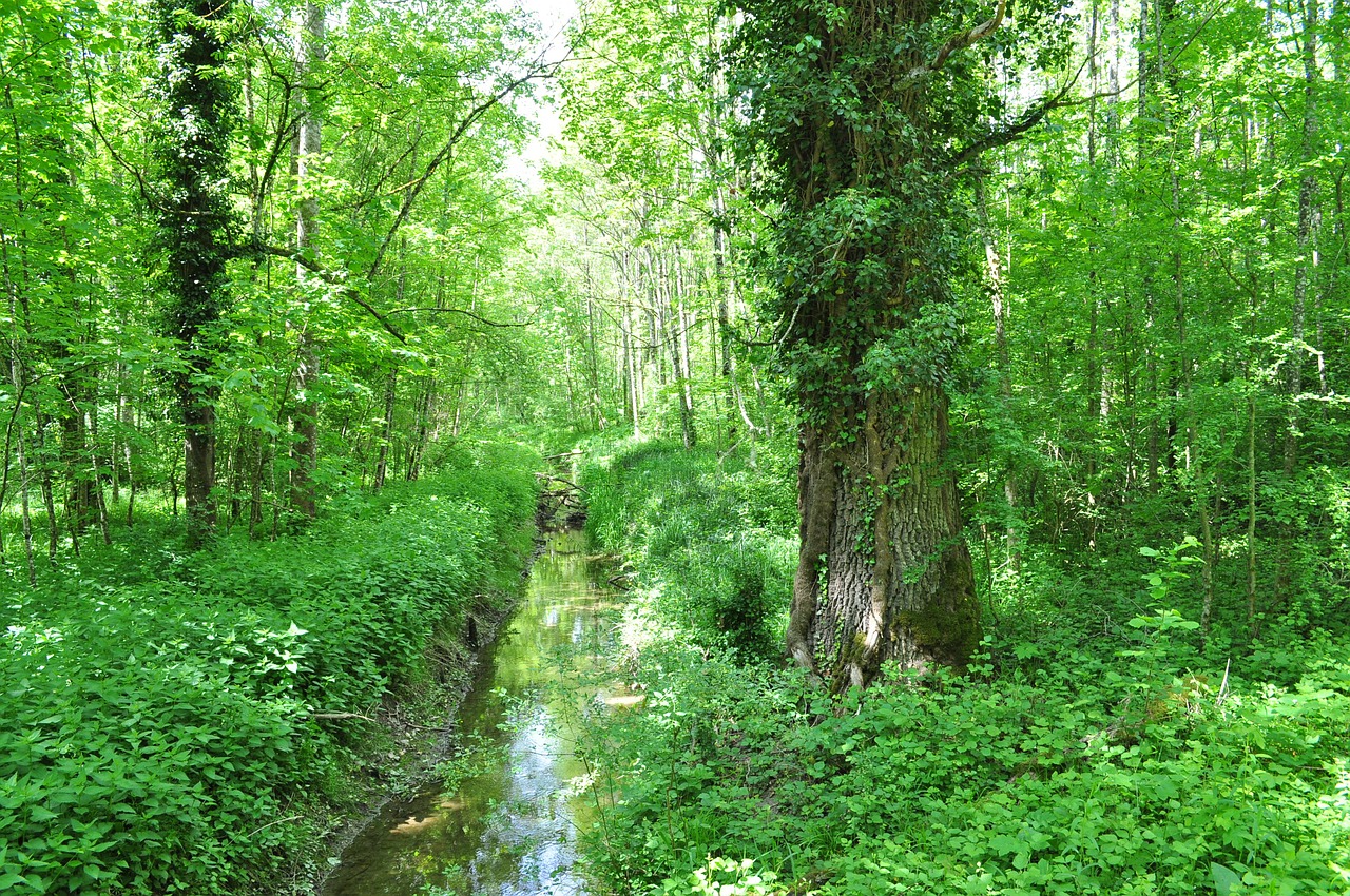 Pavasaris, Gamta, Miškas, Nuotaika, Nemokamos Nuotraukos,  Nemokama Licenzija