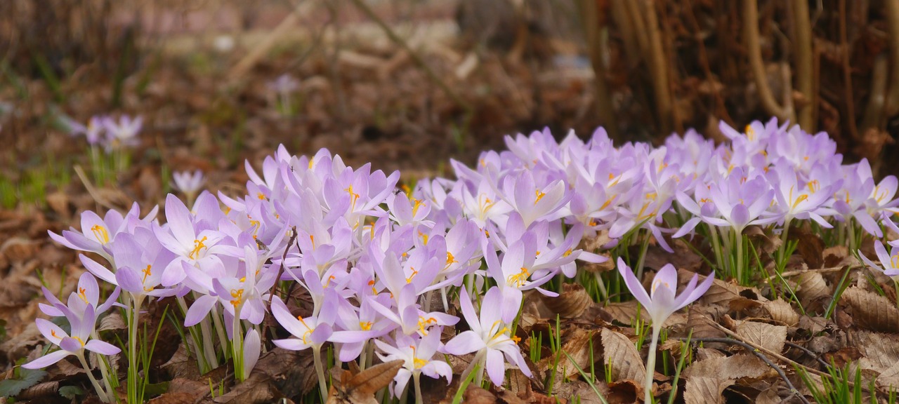 Pavasaris, Crocus, Violetinė, Žiedas, Žydėti, Gamta, Pavasario Gėlė, Violetinė, Pavasario Pranašys, Schwertliliengewaechs