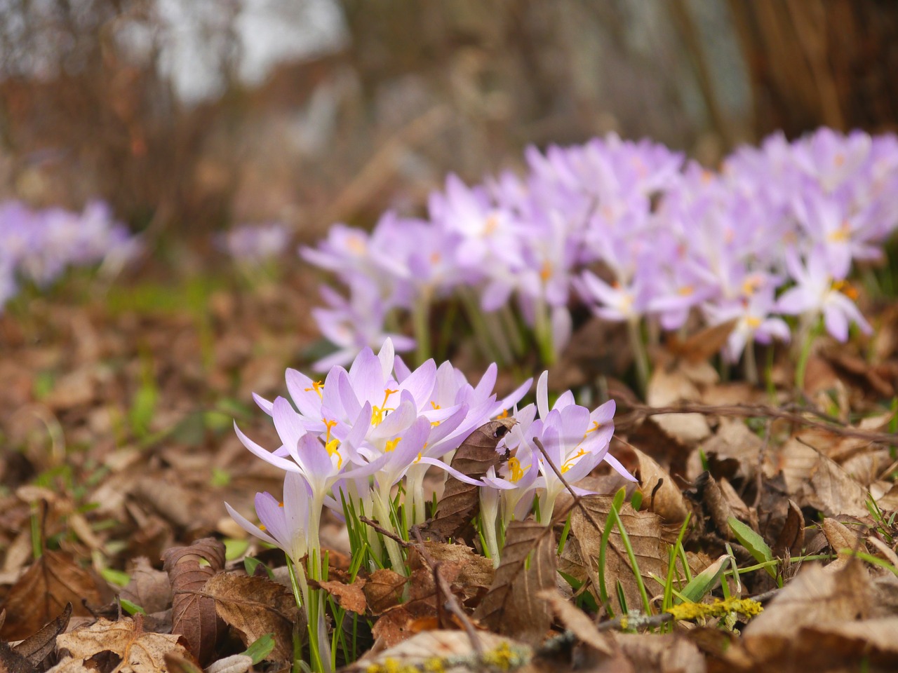 Pavasaris, Crocus, Violetinė, Žiedas, Žydėti, Gamta, Pavasario Gėlė, Violetinė, Pavasario Pranašys, Schwertliliengewaechs