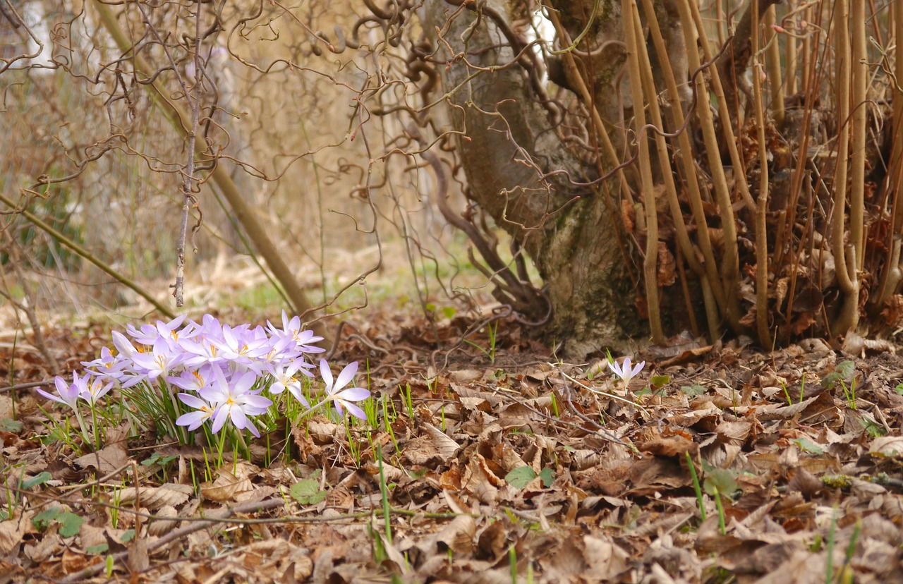 Pavasaris, Crocus, Violetinė, Žiedas, Žydėti, Gamta, Pavasario Gėlė, Violetinė, Pavasario Pranašys, Schwertliliengewaechs