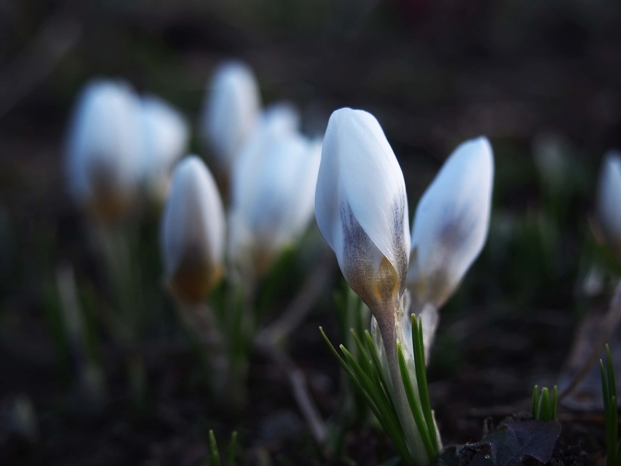 Pavasaris, Krokus, Gėlės, Žydi, Gamta, Gėlė, Sodas, Vaizdas, Balta, Šviežumas