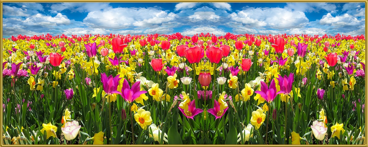 Pavasaris, Gamta, Gėlės, Žiedas, Žydėti, Gėlių Pieva, Tulpės, Osterglocken, Narcizai, Skrajutės