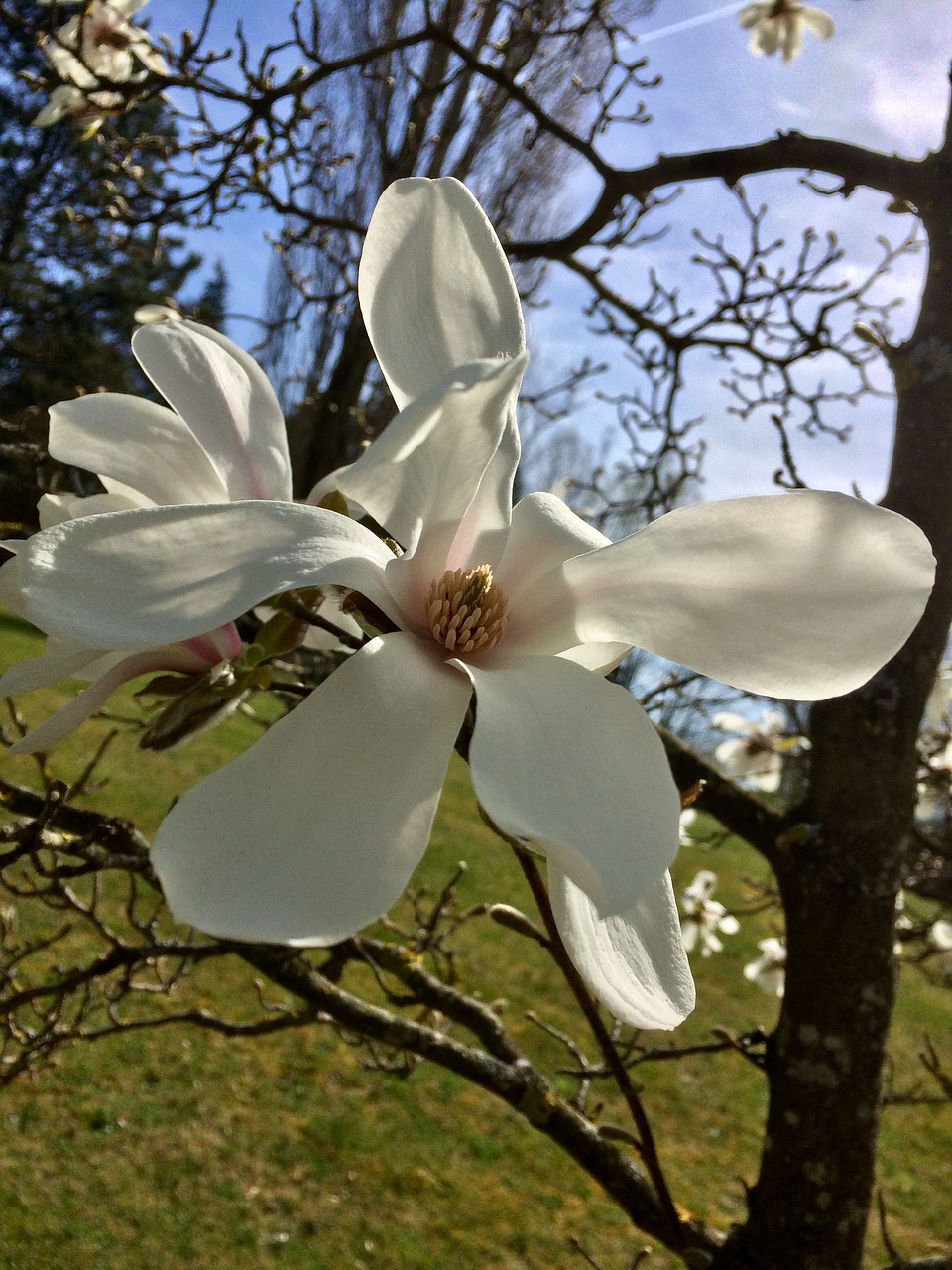 Pavasaris, Gėlės, Magnolija, Pilnai Žydėti, Krūmas, Gražus, Nemokamos Nuotraukos,  Nemokama Licenzija