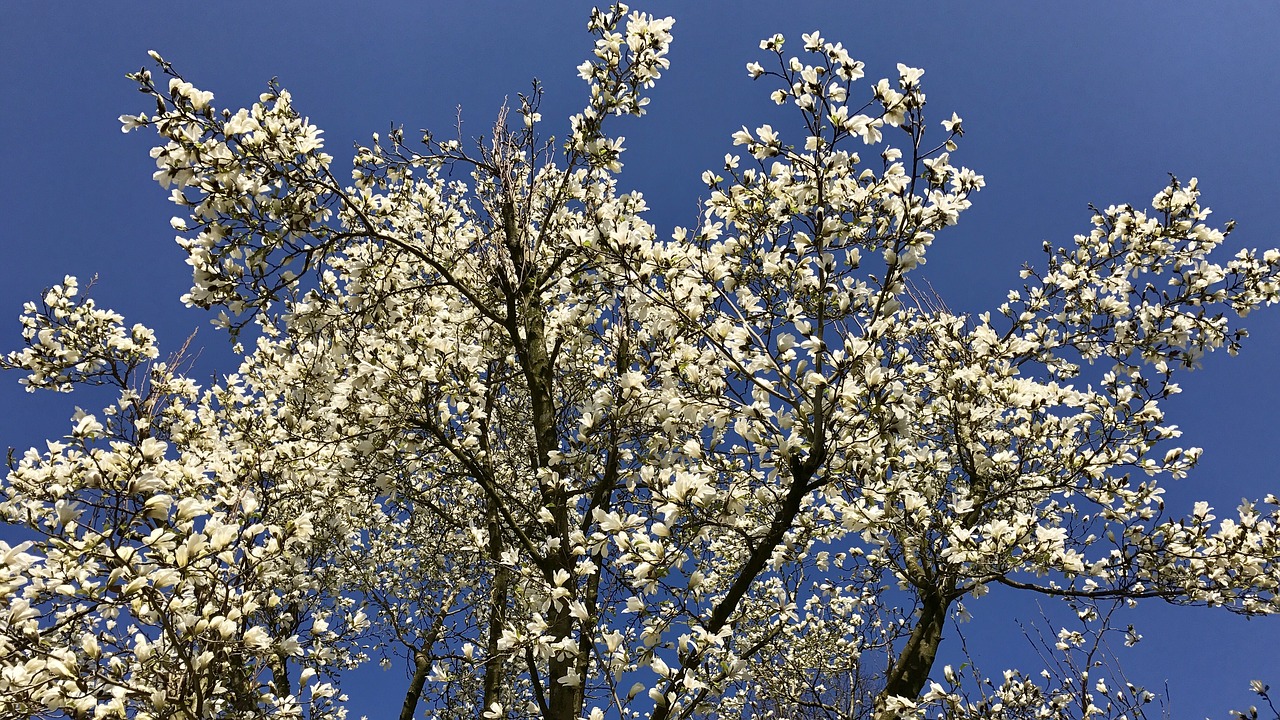 Pavasaris, Žiedas, Žydėti, Balta, Magnolija, Nemokamos Nuotraukos,  Nemokama Licenzija