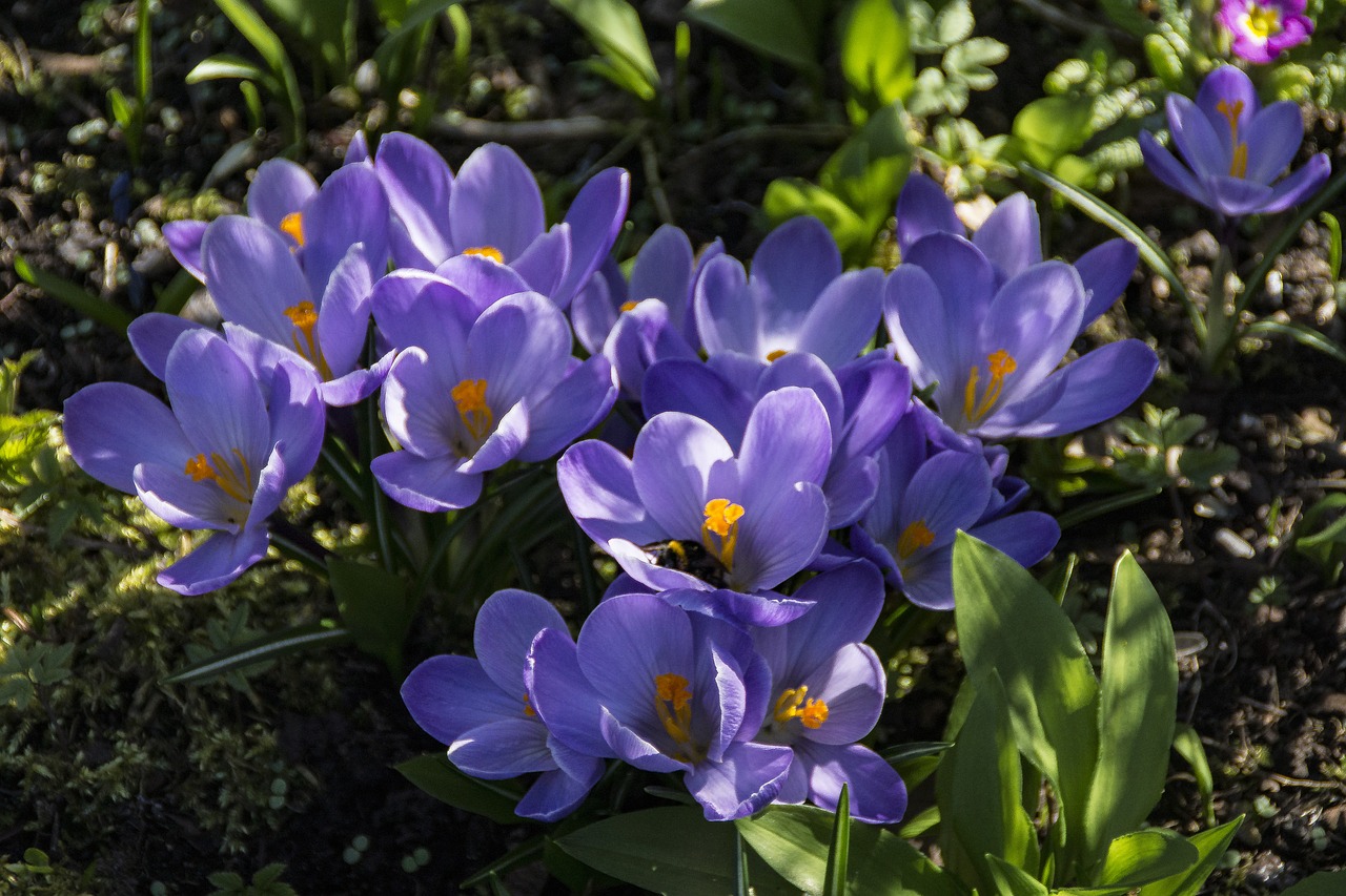 Pavasaris, Crocus, Gėlė, Violetinė, Gamta, Žiedas, Žydėti, Sodas, Pavasario Krokusas, Pavasario Gėlė