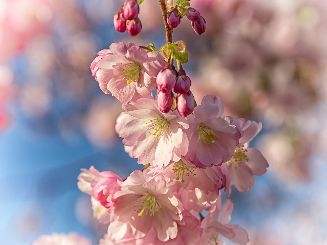 Pavasaris, Vyšnių Žiedas, Žydėti, Rožinis, Japonų Vyšnių Žiedai, Žiedas, Balta, Vyšnia, Medis, Frühlingsanfang