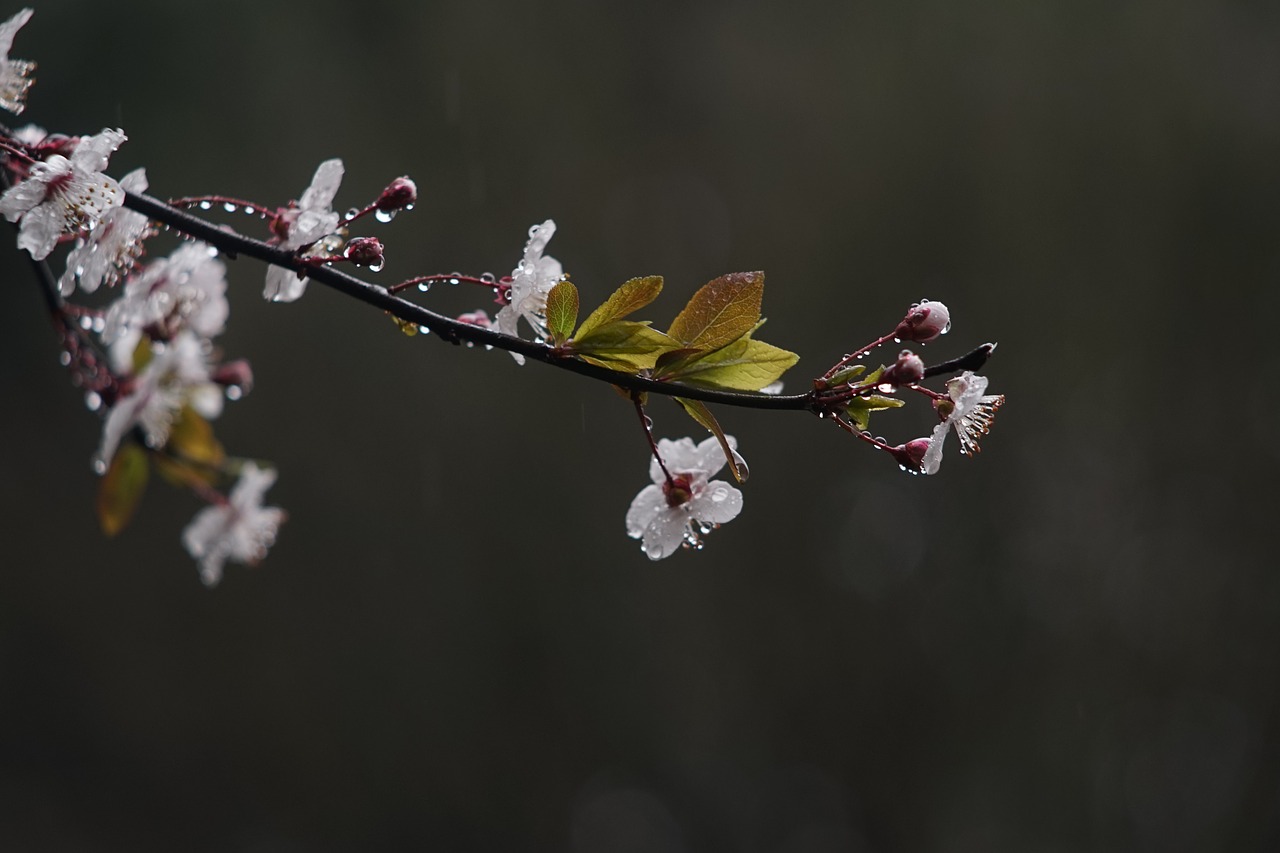 Pavasaris, Lietus, Gėlė, Nemokamos Nuotraukos,  Nemokama Licenzija