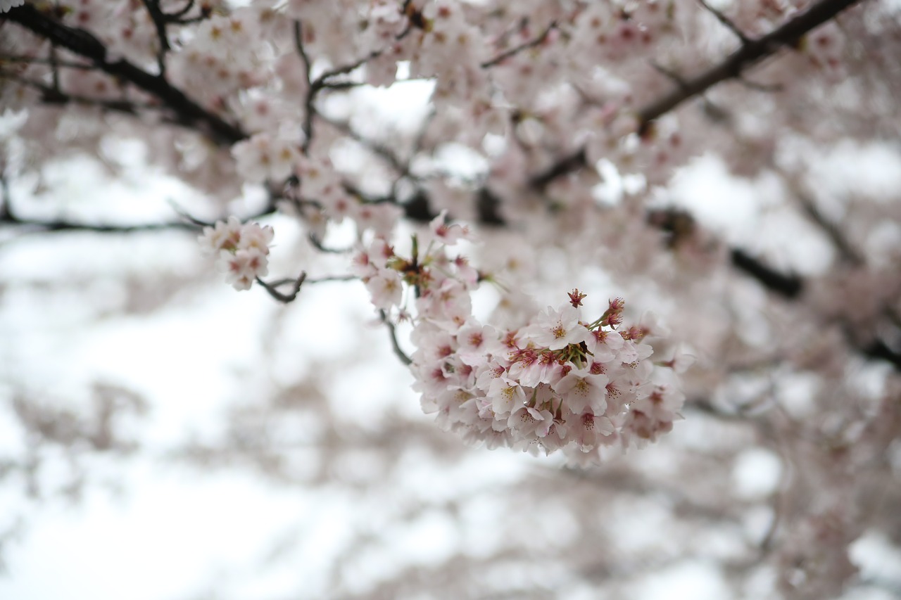 Pavasaris, Vyšnių Žiedas, Sakura, Nemokamos Nuotraukos,  Nemokama Licenzija