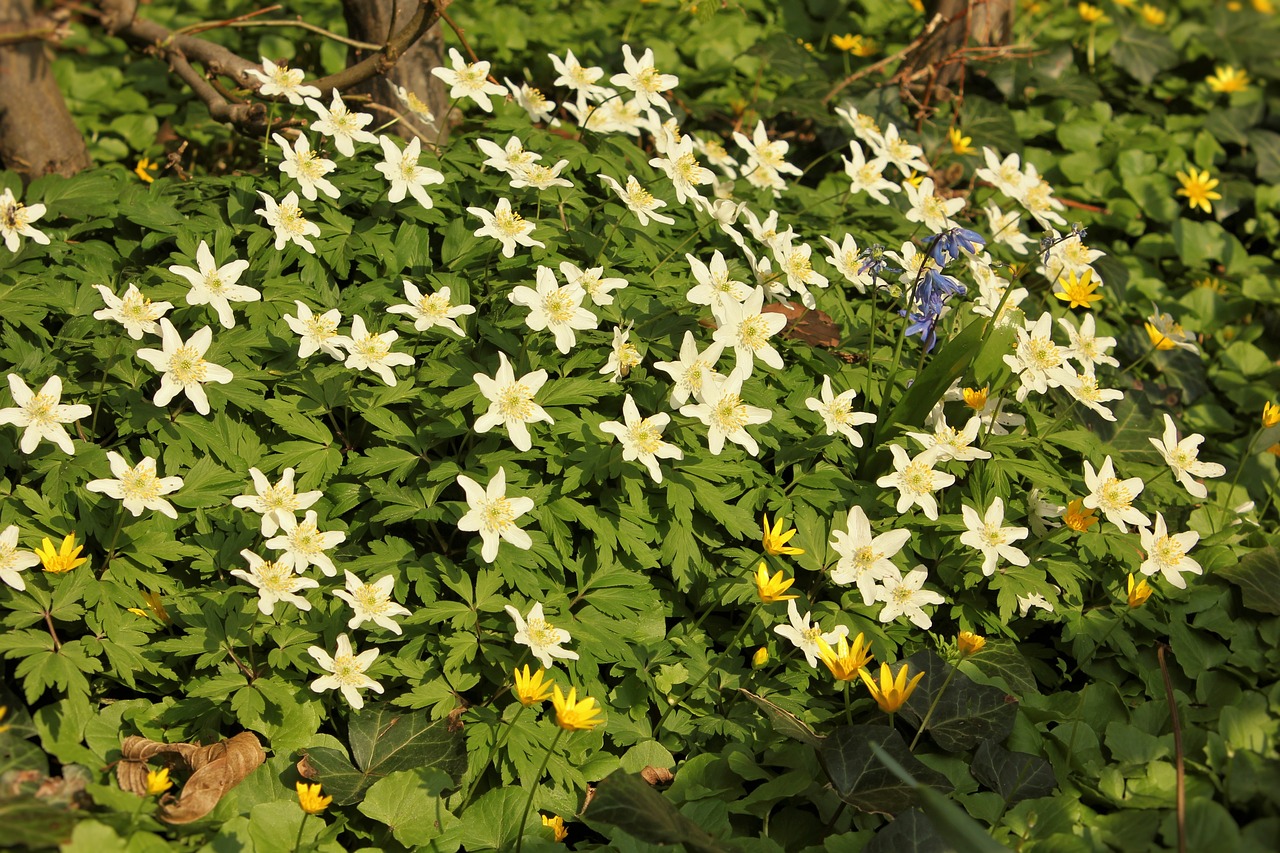 Pavasaris, Ankstyvas Bloomer, Gėlė, Gamta, Baltos Gėlės, Nemokamos Nuotraukos,  Nemokama Licenzija