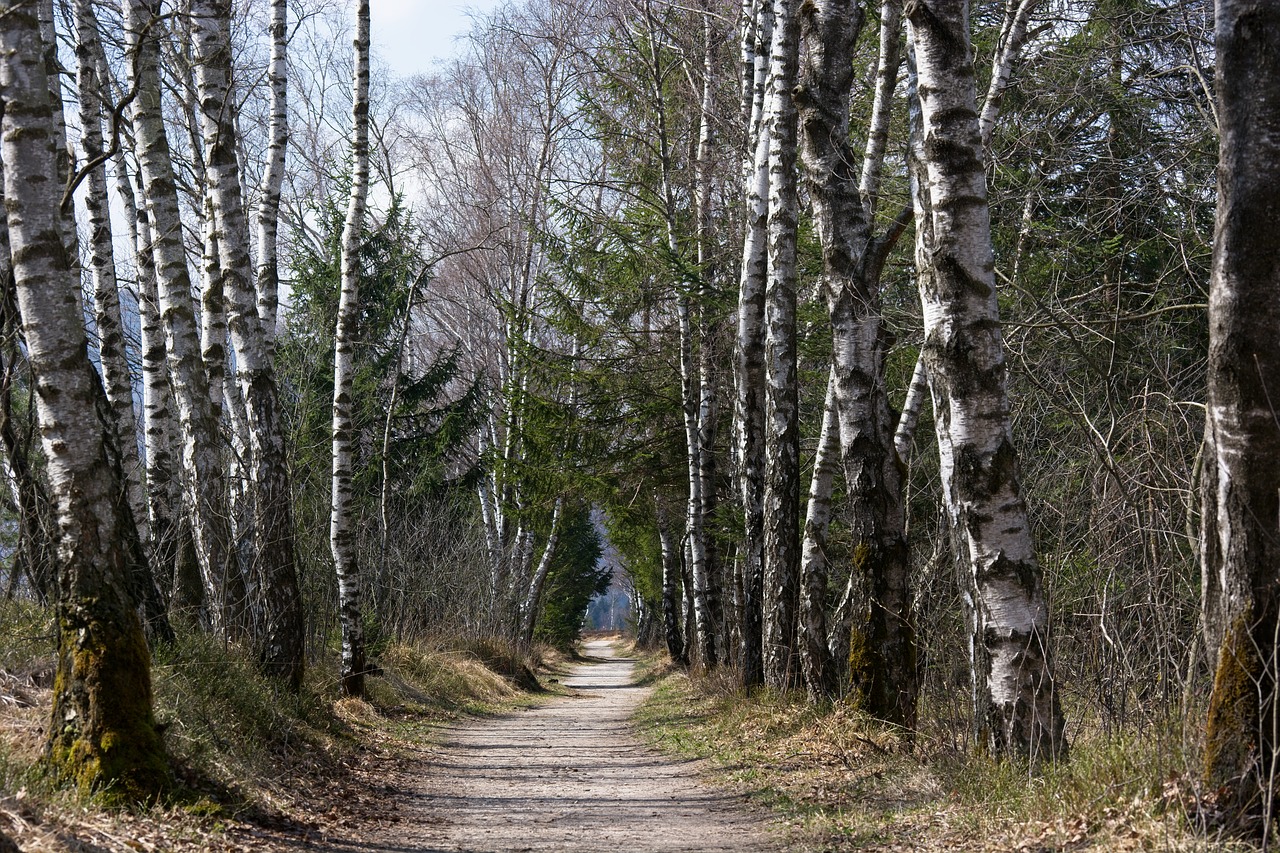 Pavasaris, Toli, Takas, Medžiai, Beržas, Alėja, Vaikščioti, Atsigavimas, Gamta, Nemokamos Nuotraukos