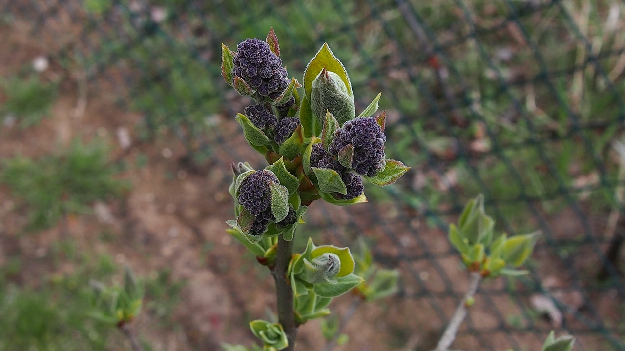 Pavasaris, Budas, Žydi, Augalas, Gamta, Sodas, Gėlių Pumpurai, Be Lilac, Žydėti, Žydėjimas