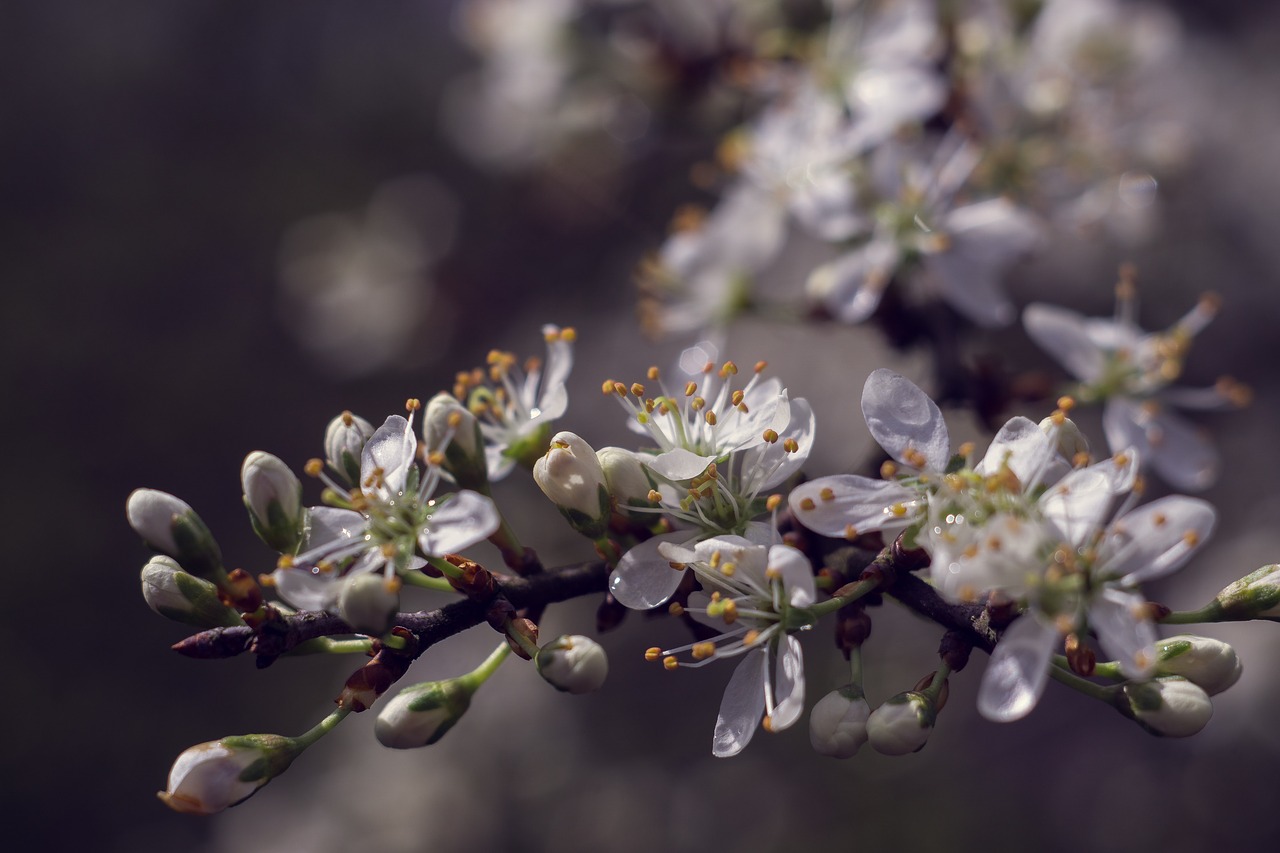 Pavasaris, Gėlės, Balta, Juodmedis, Žydėjimas, Krūmas, Prunus Spinosa, Makro, Gamta, Nemokamos Nuotraukos