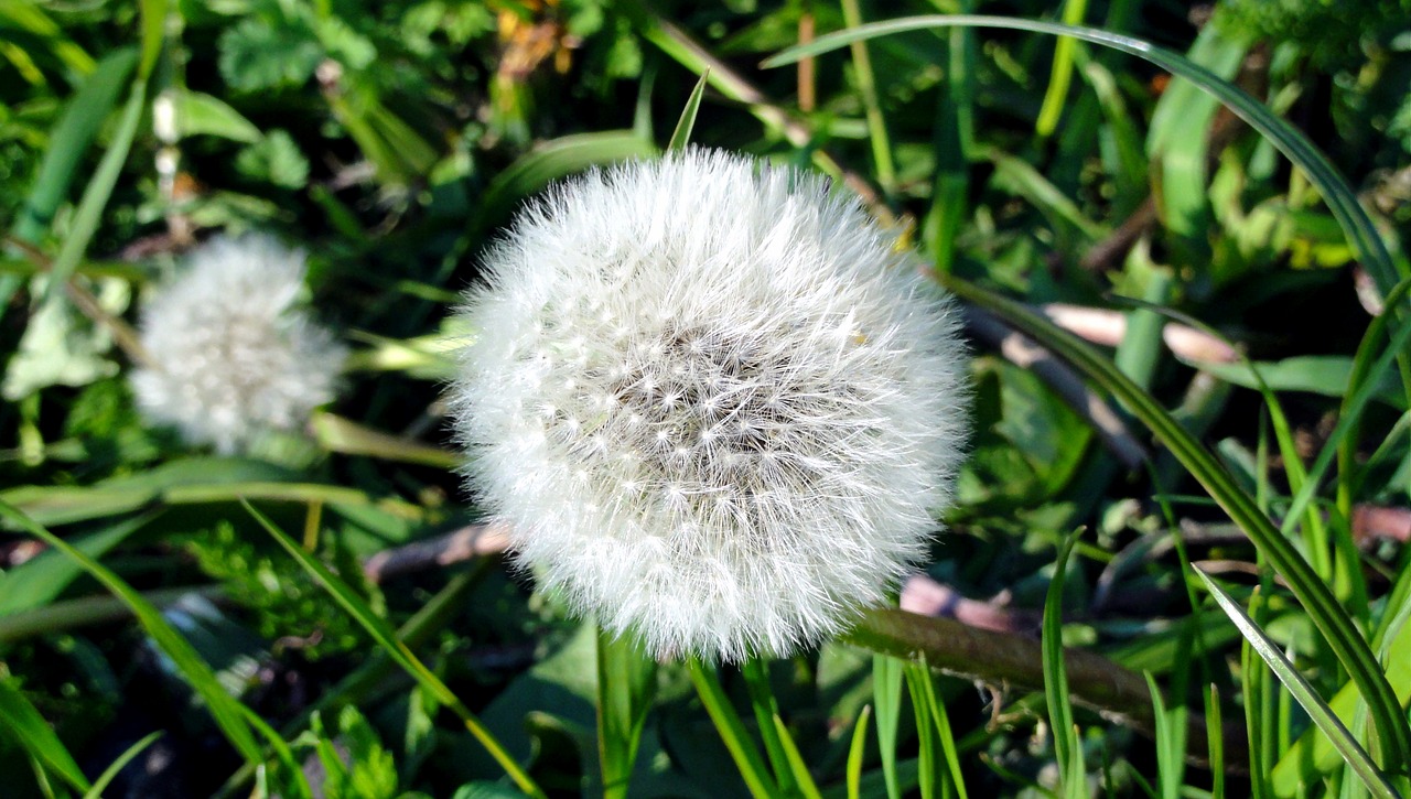 Pavasaris, Kiaulpienė, Saulė, Šiluma, Augalas, Sonchus Oleraceus, Gamta, Gėlės, Gėlė, Žolė