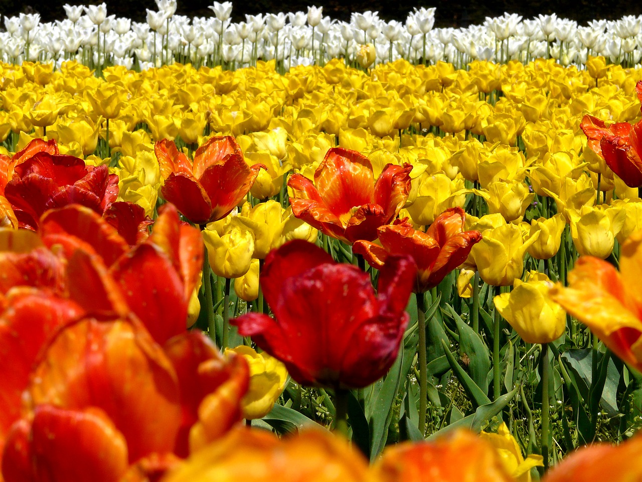 Pavasaris, Tulpės, Tulpių Laukas, Gėlės, Geltona, Oranžinė, Raudona, Balta, Tulpenbluete, Gamta