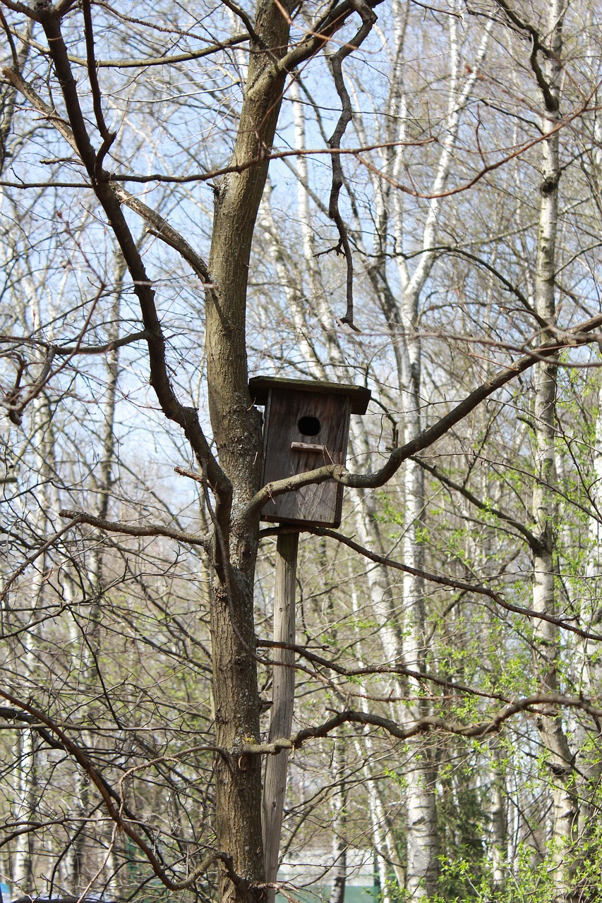 Pavasaris, Birdhouse, Gamta, Paukštis, Medžiai, Gyvoji Gamta, Nemokamos Nuotraukos,  Nemokama Licenzija