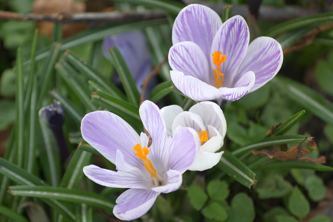 Pavasaris, Pasivaiksciojimas Parke, Crocus, Trio, Mėlynas, Balta, Mėlyna Balta, Oranžinė, Gėlės, Uždaryti