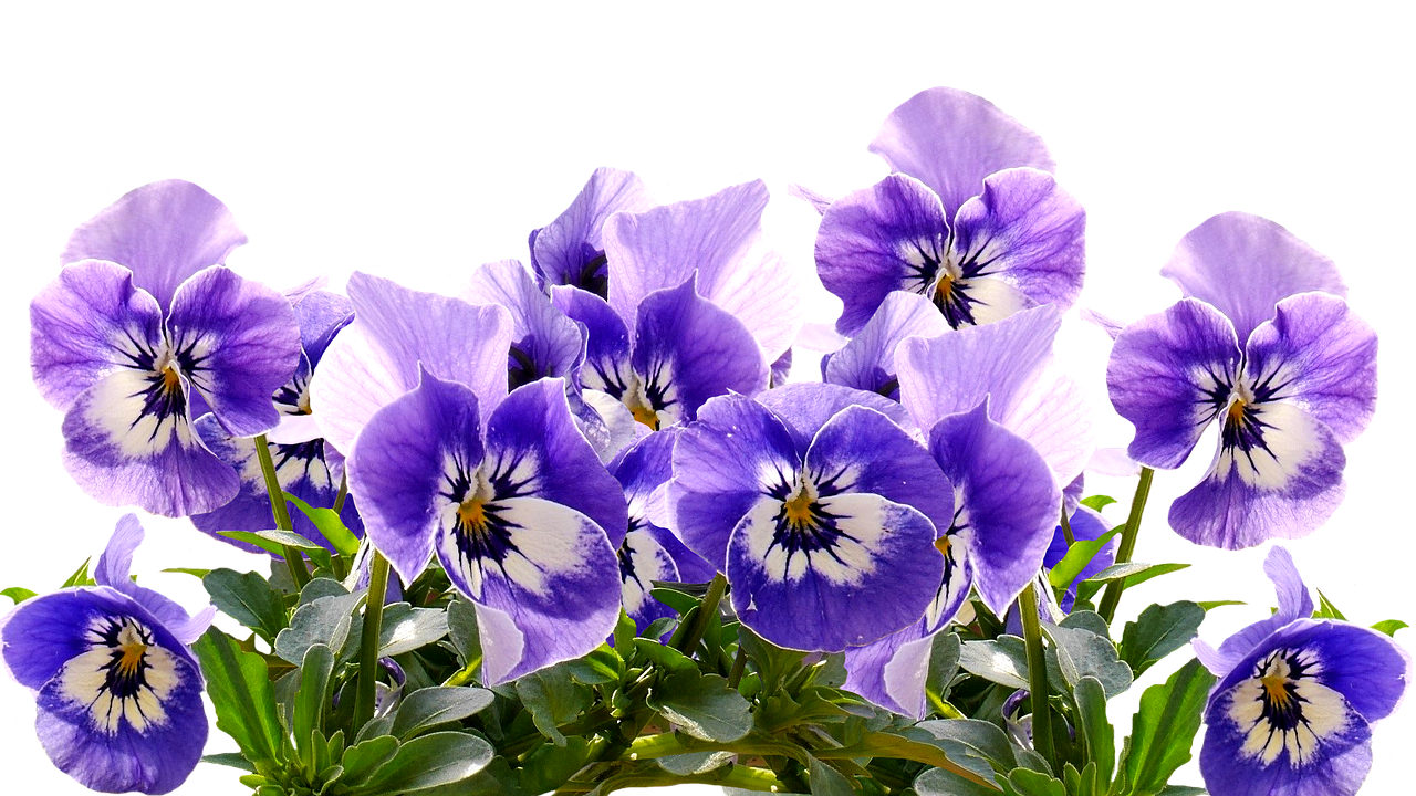 Pavasaris, Pansy, Motinos Diena, Gėlės, Žiedas, Žydėti, Augalas, Mėlynas, Violetinė, Violaceae