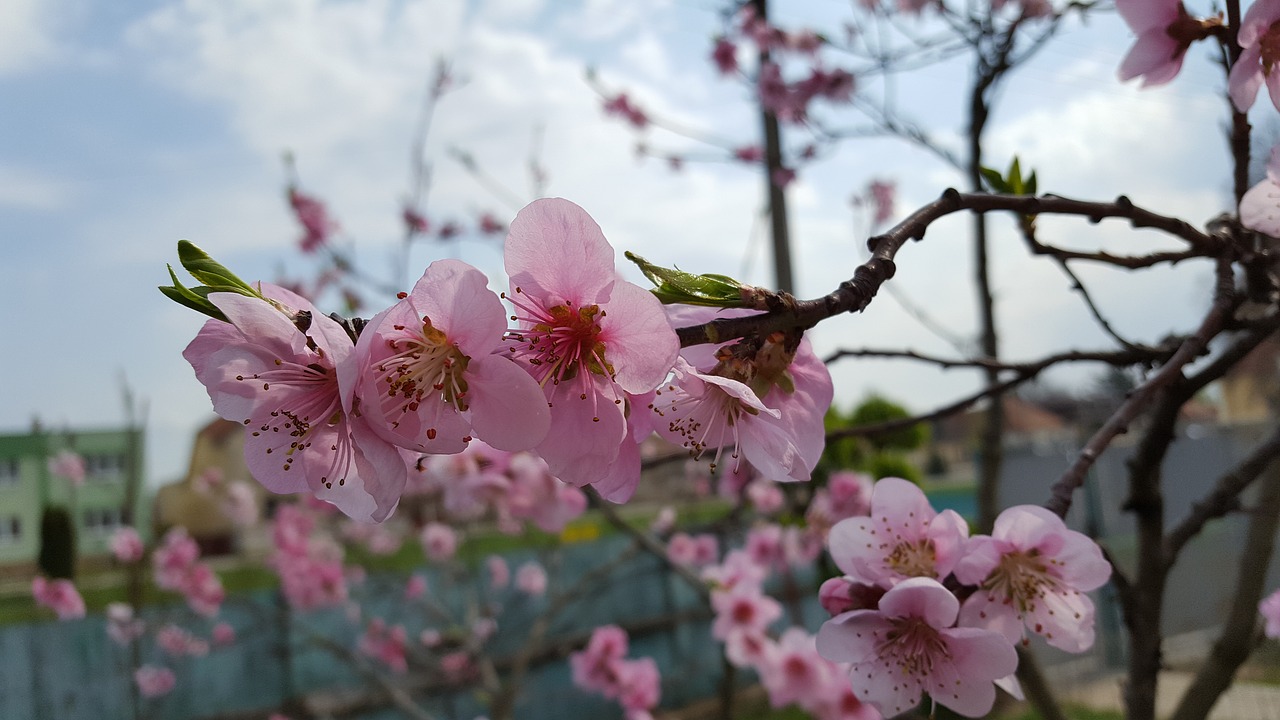 Pavasaris, Ovocny Medis, Gėlės, Nemokamos Nuotraukos,  Nemokama Licenzija