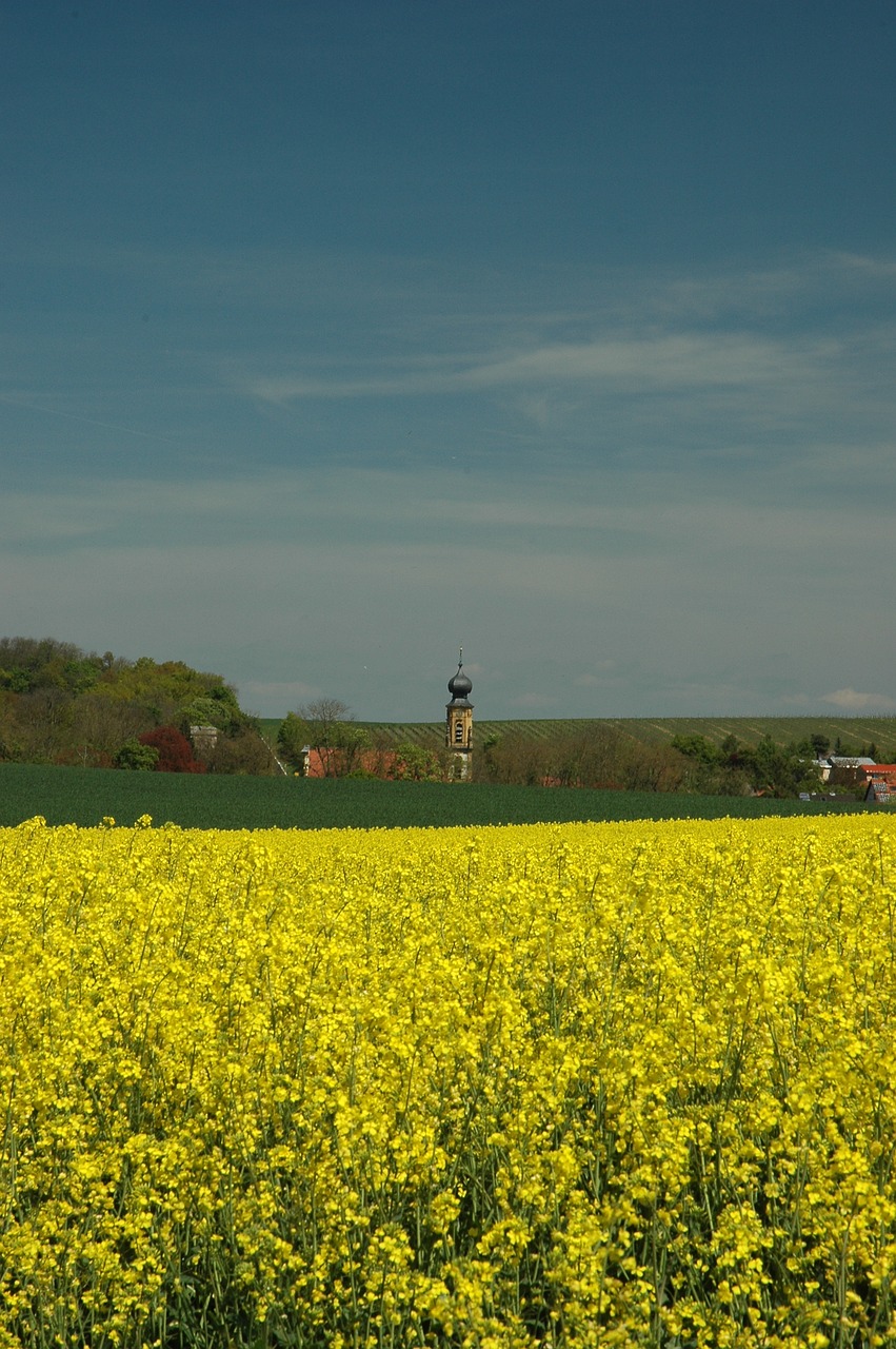 Pavasaris, Aliejiniai Rapsai, Geltona, Kraštovaizdis, Laukas, Rapsų Žiedas, Rapsų Sėklos, Augalas, Žiedas, Žydėti