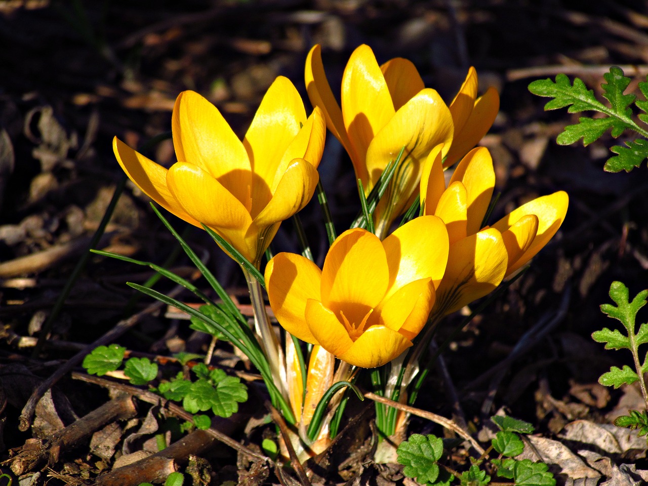 Pavasaris, Krokus, Gėlės, Pieva, Poliana, Gamta, Delikatesas, Šviežumas, Gėlė, Augalas