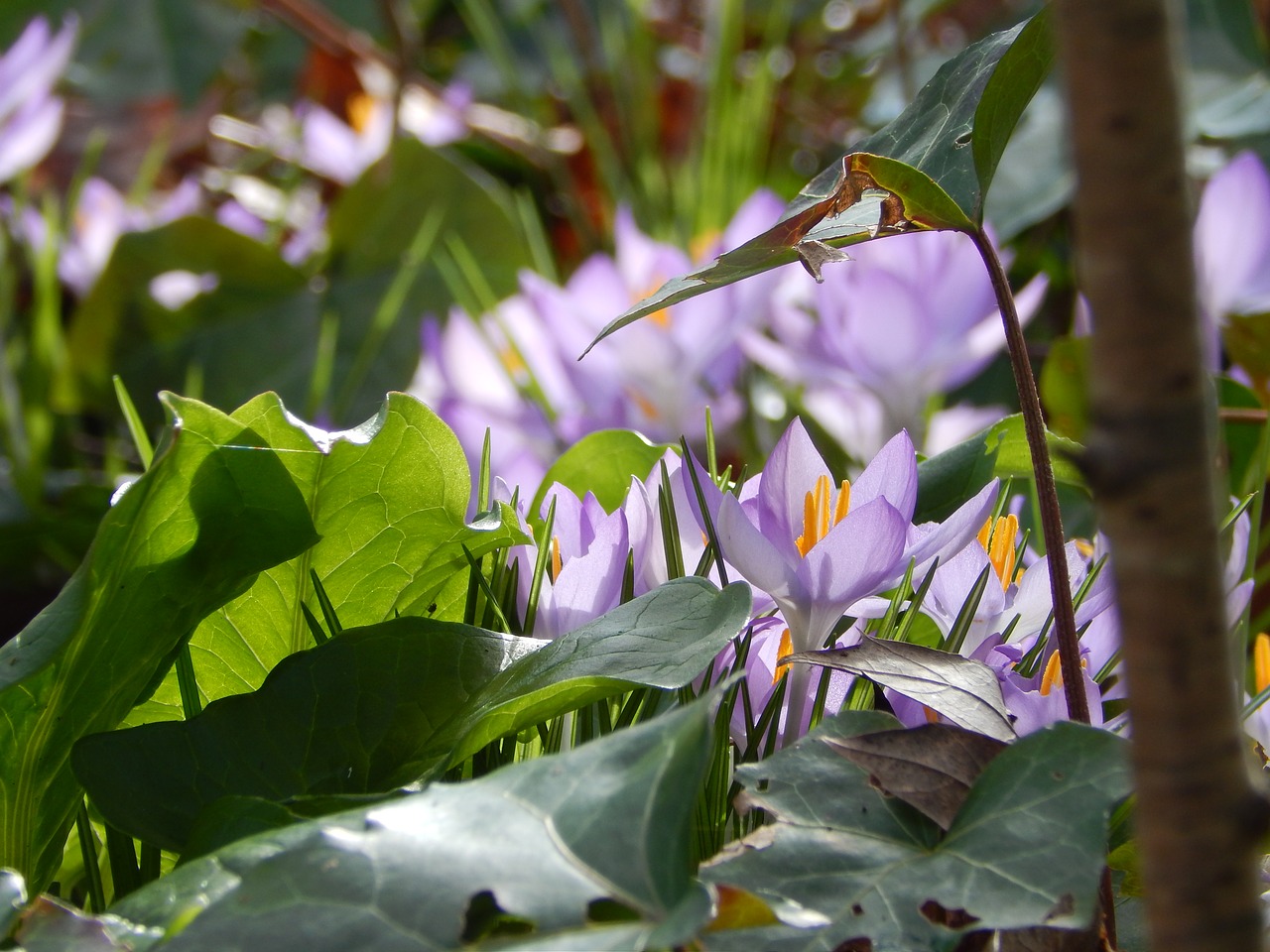 Pavasaris, Crocus, Gėlės, Nemokamos Nuotraukos,  Nemokama Licenzija