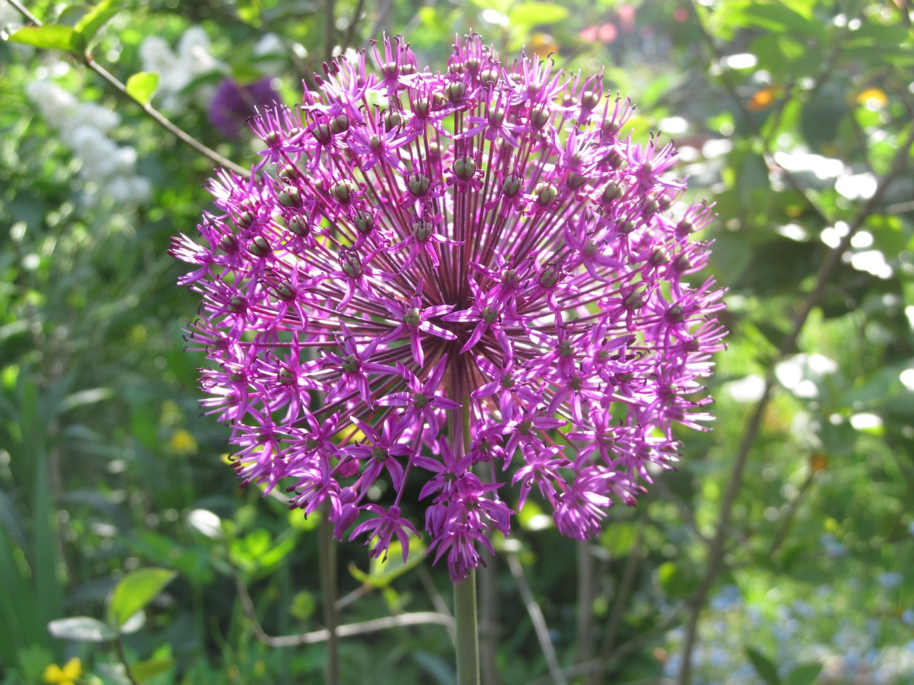 Pavasaris, Allium-Lauch, Žiedas, Žydėti, Kamuoliukas, Violetinė, Dekoratyvinis Svogūnas, Sodas, Nemokamos Nuotraukos,  Nemokama Licenzija