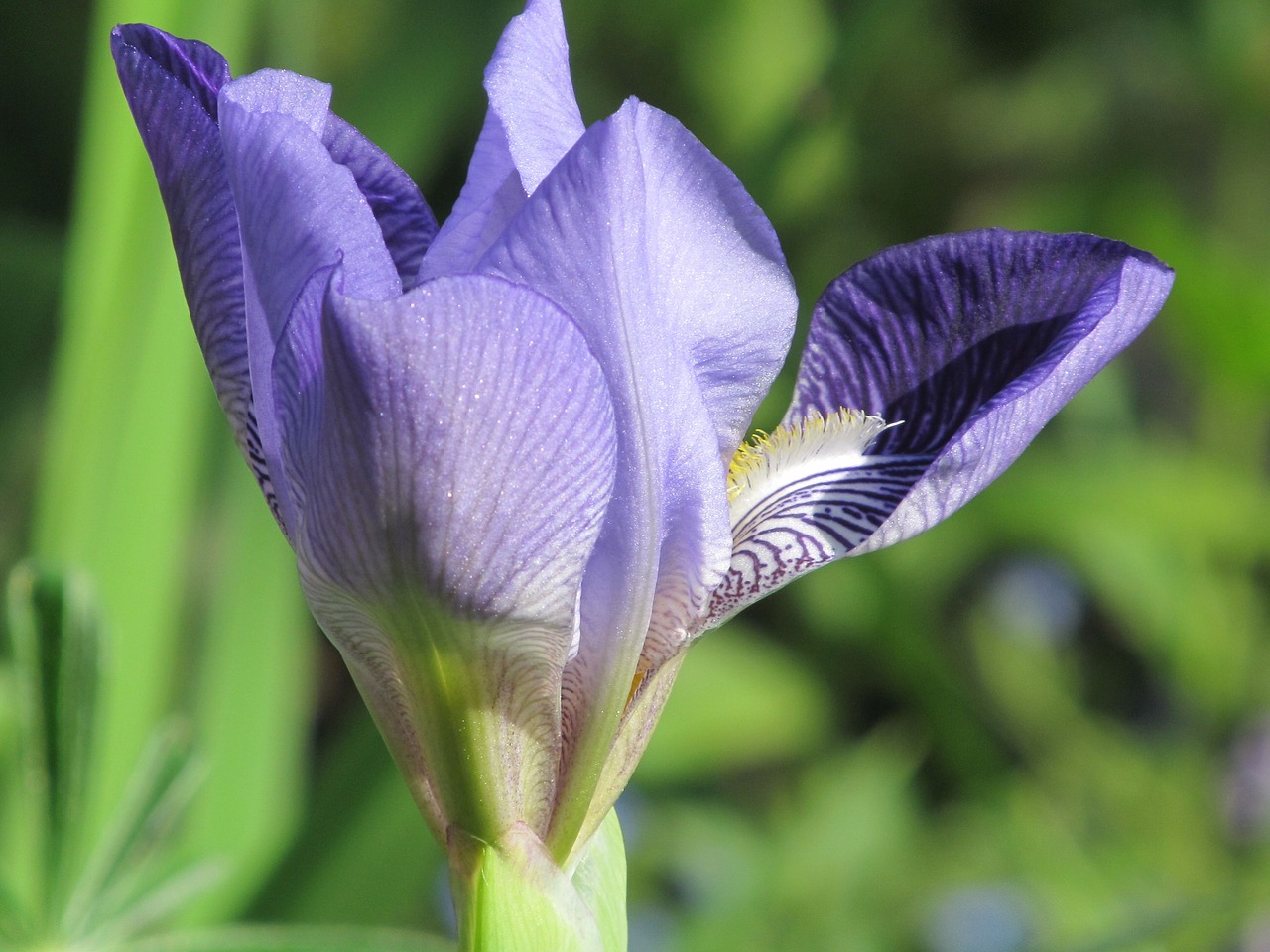 Pavasaris, Iris, Žiedas, Žydėti, Gėlė, Gamta, Sodas, Violetinė, Mėlynas, Flora