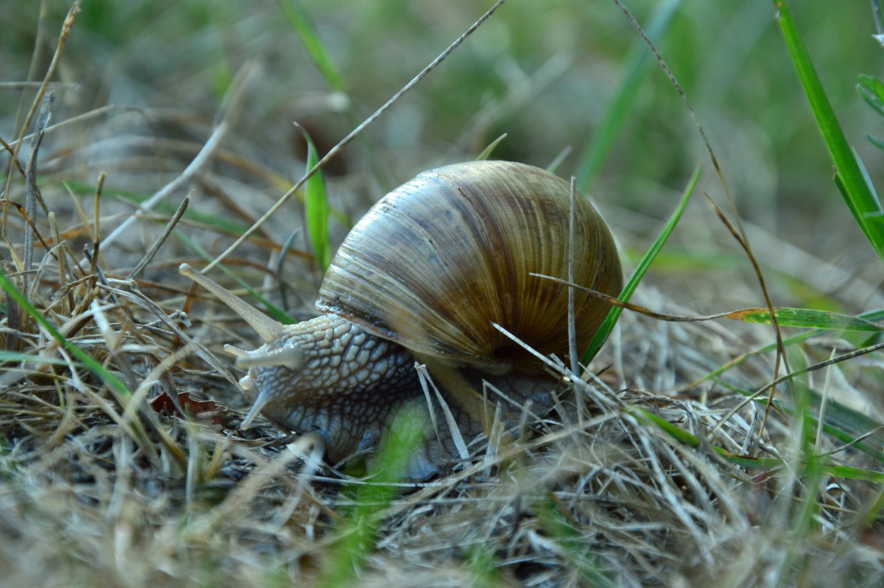 Pavasaris, Sraigė, Žolė, Nemokamos Nuotraukos,  Nemokama Licenzija