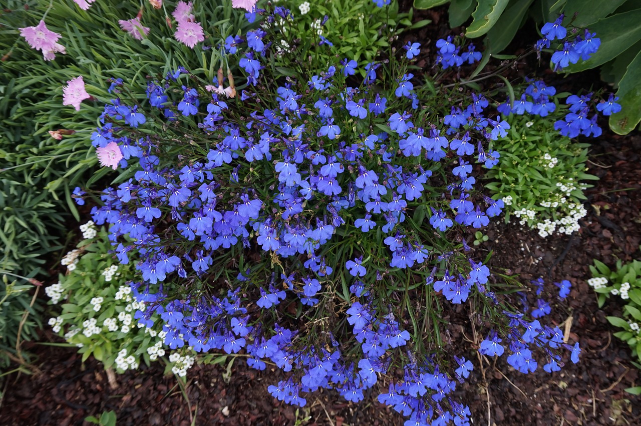 Pavasaris, Maine, Gėlės, Nemokamos Nuotraukos,  Nemokama Licenzija