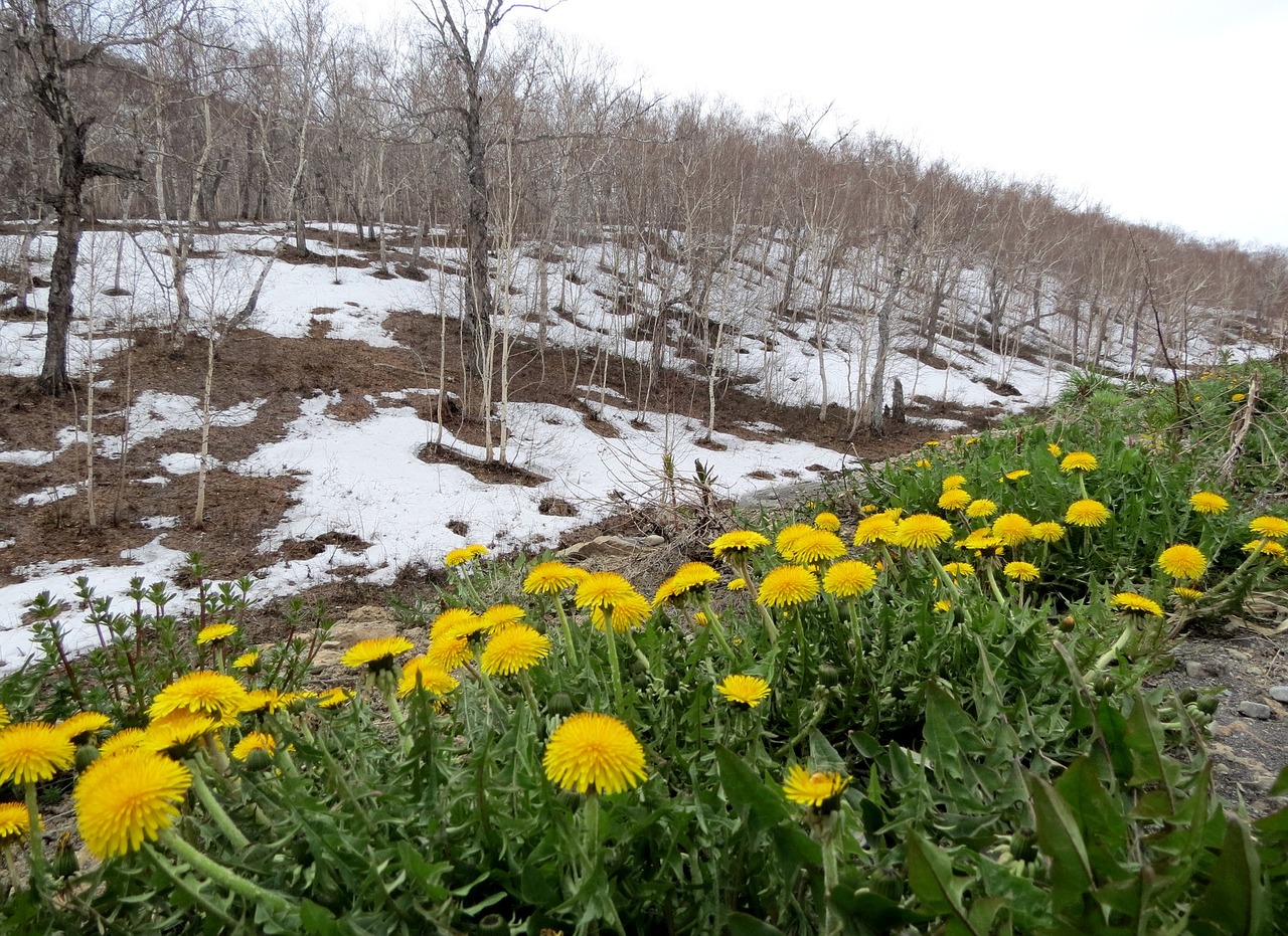 Pavasaris, Kiaulpienės, Nuolydis, Gėlės, Primrosės, Sniegas, Atšildyti Pleistrai, Augalas, Geltona, Šviesus