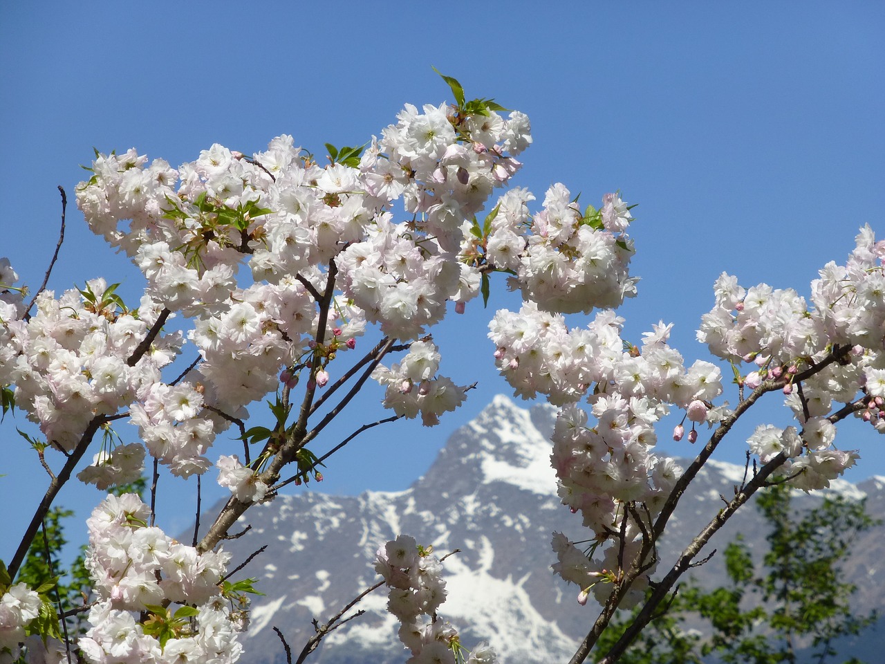 Pavasaris, Kalnas, Sniegas, Gėlės, South Tyrol, Opozicija, Kraštovaizdis, Nemokamos Nuotraukos,  Nemokama Licenzija