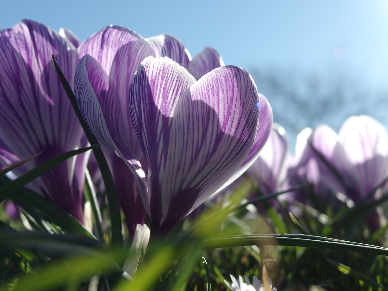 Pavasaris, Pabudimas, Crocus, Žydėti, Dygsta, Nemokamos Nuotraukos,  Nemokama Licenzija