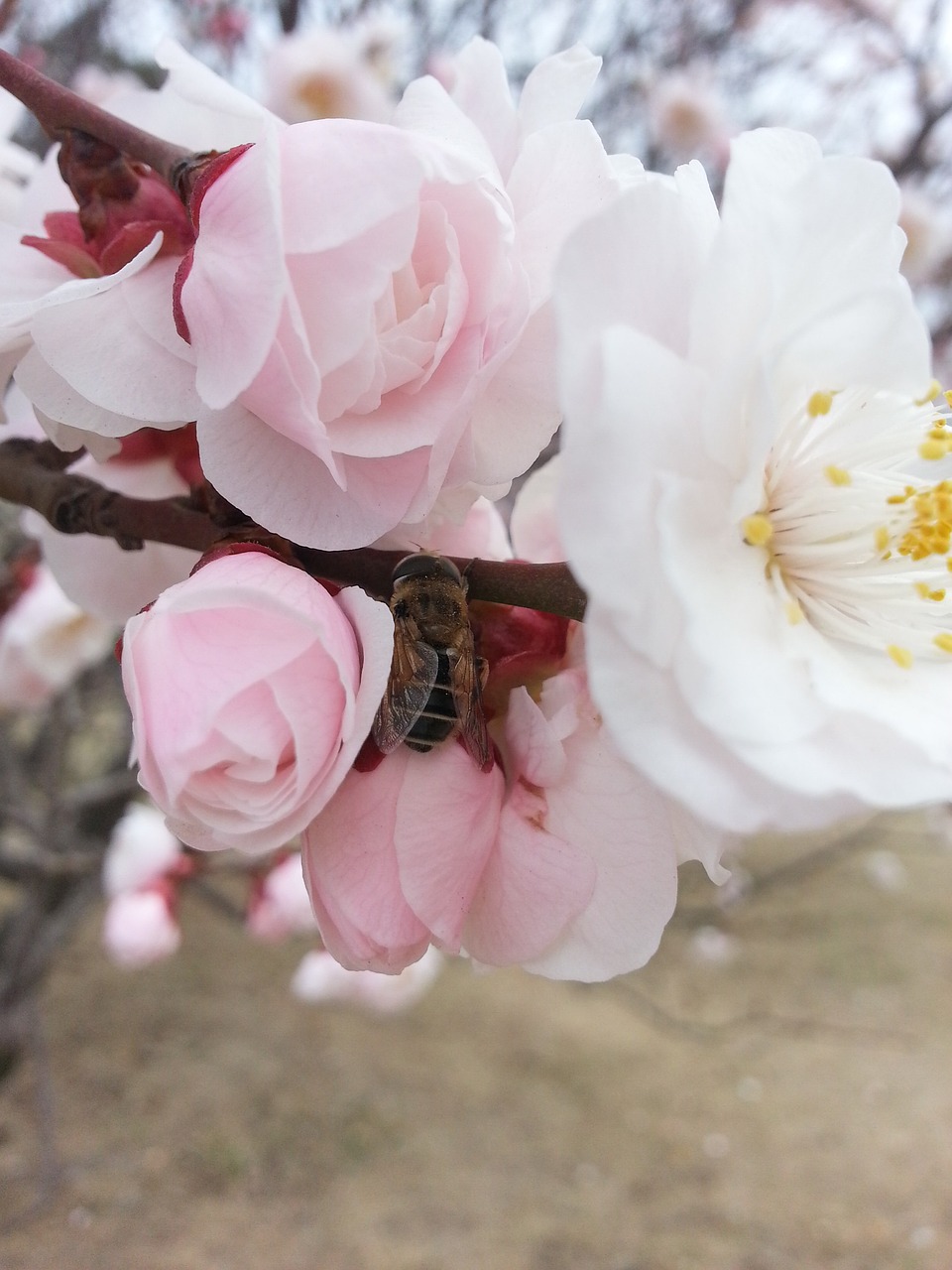 Pavasaris, Persikų Žiedas, Bičių, Nemokamos Nuotraukos,  Nemokama Licenzija