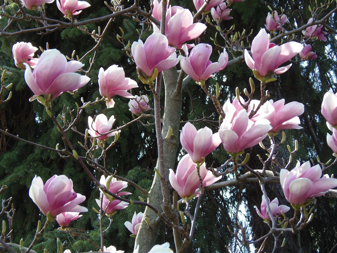 Pavasaris, Margaret Sala, Gėlės, Blyškiai Rožinė, Tulpių Medis, Nemokamos Nuotraukos,  Nemokama Licenzija