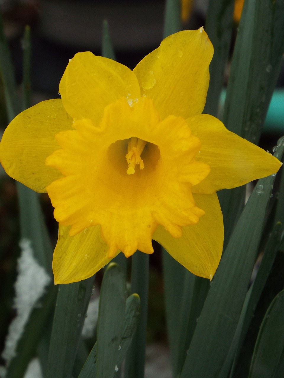 Pavasaris, Gėlė, Daffodil, Nemokamos Nuotraukos,  Nemokama Licenzija