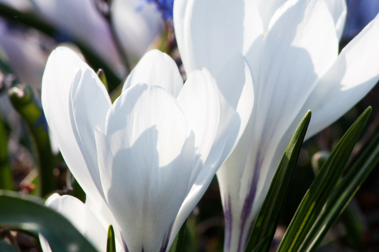 Pavasaris, Crocus, Schwertliliengewaechs, Pavasario Krokusas, Gėlės, Žiedas, Žydėti, Gėlė, Flora, Žydėti