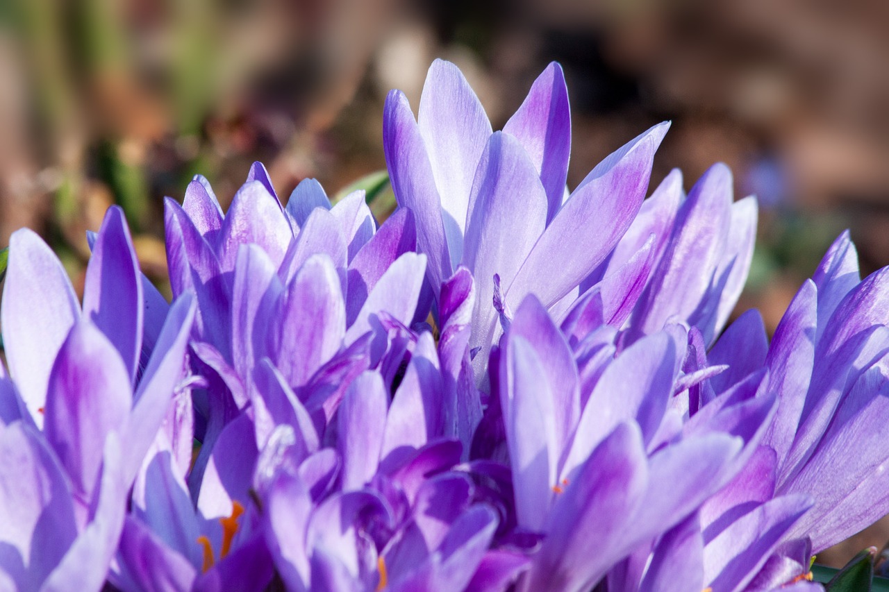 Pavasaris, Crocus, Schwertliliengewaechs, Pavasario Krokusas, Gėlės, Žiedas, Žydėti, Gėlė, Flora, Žydėti